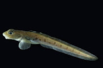 Eel Pout {Lycodes gracilis} benthic, Barents sea, Northern Europe
