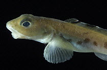 Eel Pout {Lycodes gracilis} benthic, Barents sea, Northern Europe