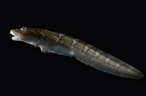 Eelpout {Lycodes rossi} 2418m, benthic, Barents sea, Northern Europe