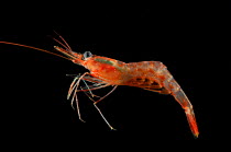 Northern shrimp {Pandalus borealis} deepsea,  Barents sea, Northern Europe
