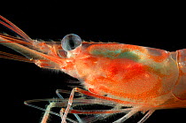 Northern shrimp {Pandalus borealis} deepsea,  Barents sea, Northern Europe