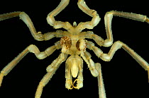 Sea spider {Pycnogonida} benthic, Barents sea, Northern Europe