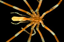Sea spider {Pycnogonida} benthic, Barents sea, Northern Europe