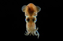 Bobtail squid {Rossia sp} benthic, Barents sea, Northern Europe
