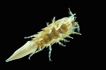 Isopod {Saduria sabini} benthic, Barents sea, Northern Europe