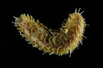Benthic polychaete scale worm from the Baltic sea, dorsal view, Barents sea, Northern Europe