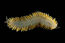 Benthic polychaete scale worm from the Baltic sea, ventral view, Barents sea, Northern Europe