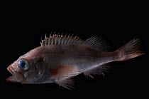 Deepwater redfish {Sebastes mentella} pelagic, deepsea, Barents sea, Northern Europe