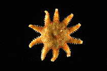 Sunstar {Solaster papposus} benthic, Barents sea, Northern Europe