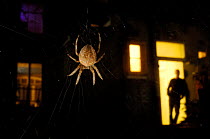 Garden spider {Araneus diadematus} at night outside house, London, UK