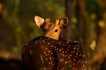 Young male Chital / Spotted deer (Axis axis) India