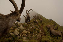 Group of Alpine Ibex (Capra Ibex ibex) on misty mountain, Alps, France