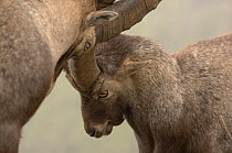 Close up of heads of two rutting male Alpine Ibex(Capra Ibex ibex) with locked horns, Alps, France