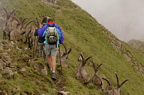 People hiking through a group of Alpine Ibex (Capra Ibex ibex) Alps, France