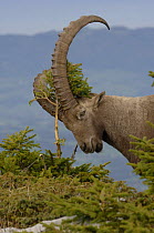 Male Alpine Ibex (Capra Ibex ibex) scent marking his territory during the rut, Alps, France. (Scent gland situated between the horns).