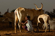 Fulani woman milking cattle, North Senegal, West Africa, 2005