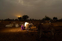Fulani woman milking cattle at dawn, North Senegal, West Africa, 2005