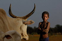 Fulani boy with cattle, North Senegal, West Africa, 2005