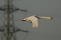 Mute Swan (Cygnus olor) flying with telegraph pylons and wires behind, Europe