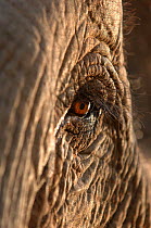 Close up of Indian elephant (Elephas maximus) eye, India