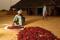 Fulani woman preparing local drink 'Fole wadere' from flower petals, North Senegal, West Africa, 2005