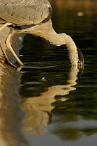 Grey Heron (Ardea cincerea) with head partially submerged in lake, Regent's Park, London, England