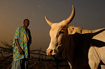 Fulani herdsman with his cattle, South Mauritania, West Africa, 2005