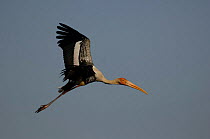 Painted stork flying {Mycteria leucocephala} India