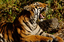 Lazy juvenile Bengal Tiger (Panthera tigris) yawning, Kanha National Park, India