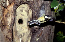 Great tit {Parus major} flying from nest hole in tree trunk carrying faecal pellet, UK