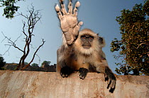 Southern plains grey / Hanuman langur {Semnopithecus dussumieri} stretching out hand to touch camera, Ranthambore NP, Rajasthan, India.  2006