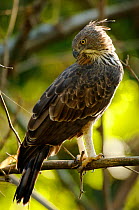 Juvenile Crested / Changeable hawk eagle (Nisaetus cirrhatus) Kahna NP, India