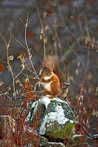 Red Squirrel {Sciurus vulgaris} on stone wall, Northumberland, UK
