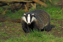 Badger {Meles meles} Somerset, UK