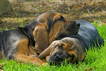 Two Bloodhound puppies sleeping, 8-weeks, UK