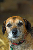 Mongrel x terrier cross, elderly with grey muzzle, UK
