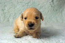 Golden Retriever puppy, 3-weeks, UK