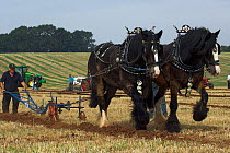 Shire Horse pair ploughing at ploughing match, Somerset, UK