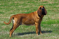 Bloodhound standing, show stack, UK