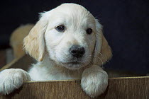 Golden Retriever puppy, 7-weeks, UK
