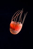 Mesopelagic hydromedusa jellyfish {Aeginura grimaldii} Gulf of Maine, Atlantic