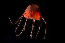 Mesopelagic hydromedusa jellyfish {Aeginura grimaldii} Gulf of Maine, Atlantic