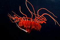 Deepsea medusa jellyfish {Atolla manubrium} Gulf of Maine, Atlantic