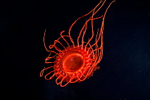 Deepsea medusa jellyfish {Atolla manubrium} Gulf of Maine, NW Atlantic Ocean depth around 800m