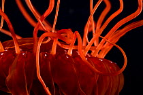 Tentacles of deepsea medusa jellyfish (Atolla manubrium) Gulf of Maine, Atlantic