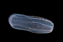 Comb jelly {Ctenophora} Gulf of Maine, Atlantic