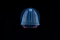 Deep sea medusa {Colobonema sp} Gulf of Maine  Atlantic, N W Atlantic, depth 600-800m