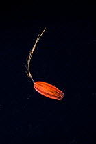 Red Cydippid comb jelly {Ctenophora} mesopelagic, Gulf of Maine, Atlantic