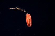Red Cydippid comb jelly {Ctenophora} mesopelagic, Gulf of Maine, Atlantic