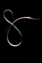 Snipe eel {Nemichthys sp} mesopelagic, 700m, Gulf of Maine, Atlantic